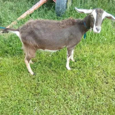 Two Nubian/toggenburg female goats for sale