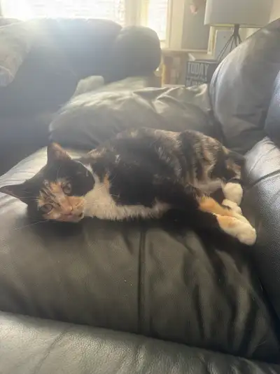 beautiful cat for sale, View more