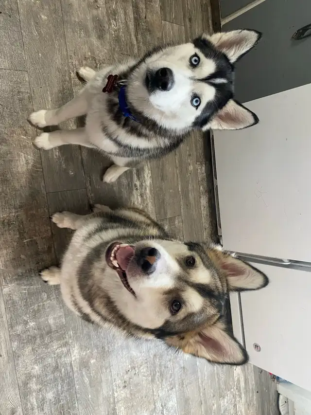 1 Siberian Husky Puppy Left!! LAST ONE!!!!! in Dogs & Puppies for Rehoming in Edmonton - Image 8