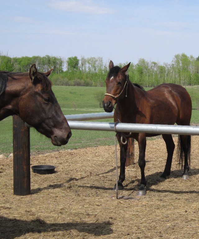 Horses Looking for Work in Other in Strathcona County - Image 2