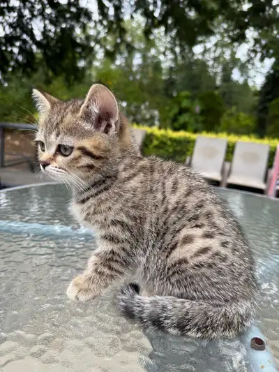 Meet our adorable British shorthair kitten! This little one is bursting with energy and curiosity. A...