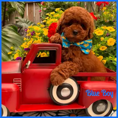 Gorgeous Dark Red Toy Poodle Baby Boy!, View more