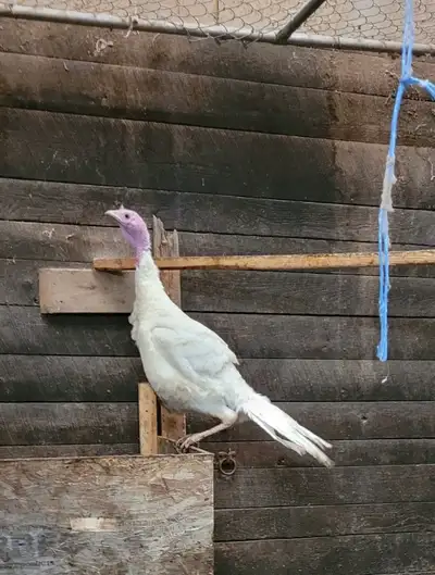 Do NOT have any hens available. Have 1 Beltsville turkey Tom. 8 months old. $40 These are a heritage...