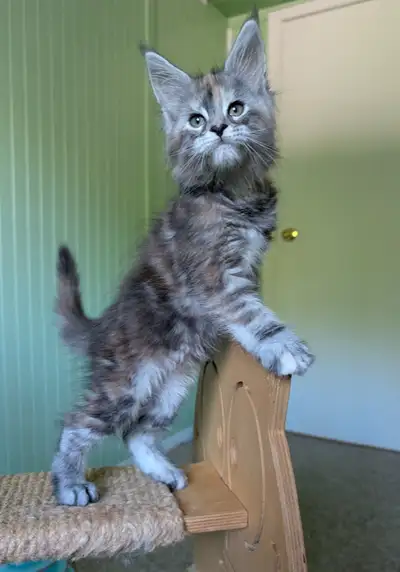 Maine coon kitten girl, View more