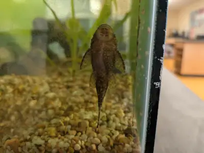 Guppies and Bristlenose Pleco for Rehoming, View more
