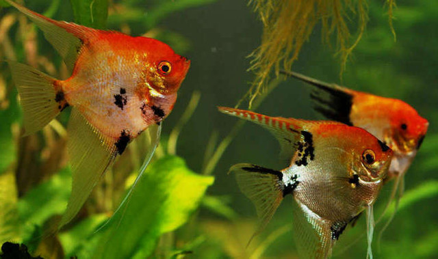 KOI ANGELFISH SPECIAL in Fish for Rehoming in North Bay - Image 2