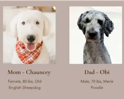 F1 Standard Sheepadoodles, View more
