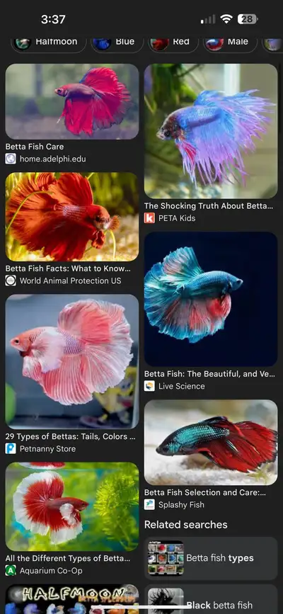 betta fish, View more