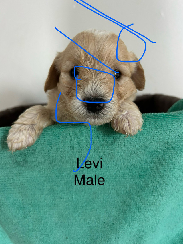 Mini golden doodle puppies ready to go! Only 2 left!!! in Dogs & Puppies for Rehoming in Leamington - Image 3