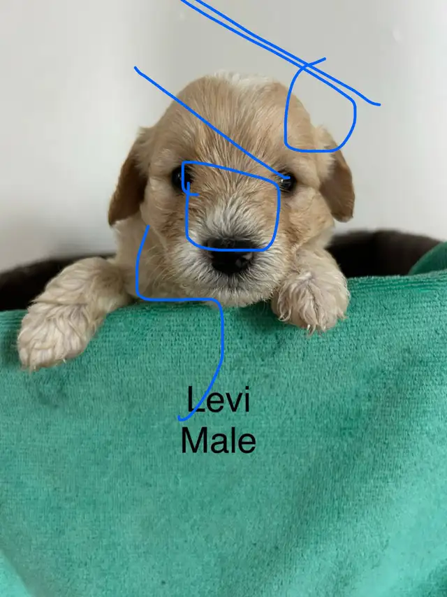 Mini golden doodle puppies ready to go! Only 1 left!!! in Dogs & Puppies for Rehoming in Leamington - Image 4