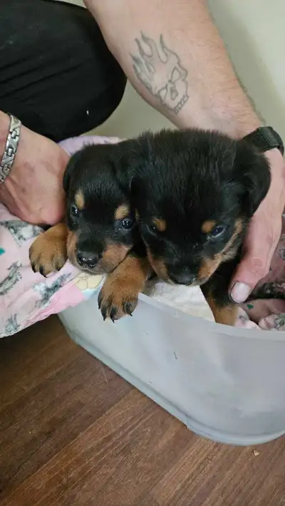 8 weeks  old  Rottweiler puppies, View more