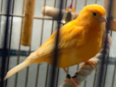 Suberbe Femelle canari orange 2023, View more