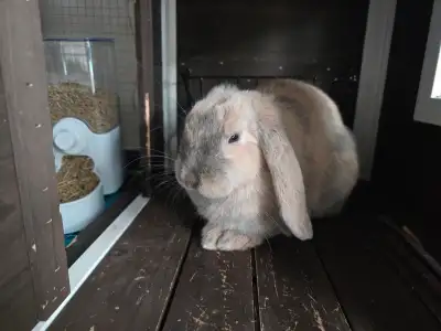 Cute Bunny + All Accessories($200+ value) - Must Go Soon, View more