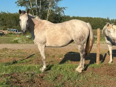 10 year old Grade Mare, View more