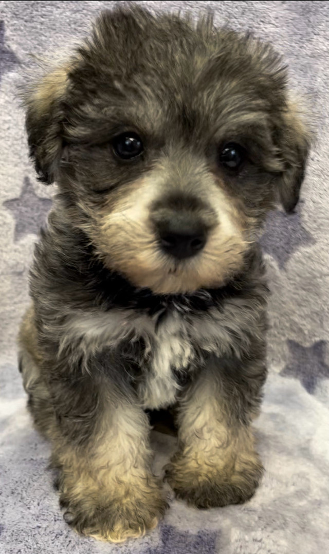 Adorable Mini Schnauzer x Bichon Puppy in Dogs & Puppies for Rehoming in Winnipeg - Image 2