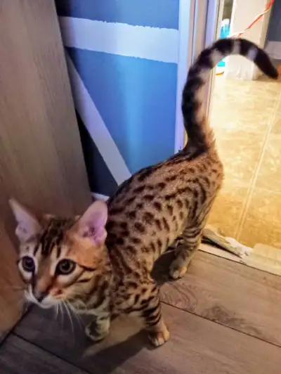 BENGAL mâle non opéré, View more