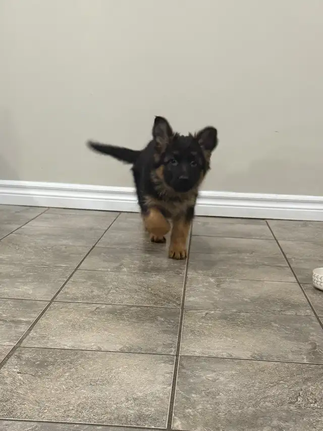 Longhaired German Shepherd Female - Ready to Go! in Dogs & Puppies for Rehoming in Brantford - Image 8