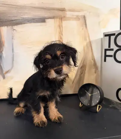 Beautiful Male Chorkie Puppies , View more