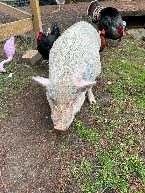 Pot-bellied pig in Livestock in Chilliwack - Image 4