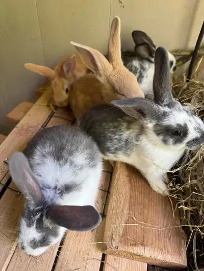 pure Flemish giant rabbits , View more