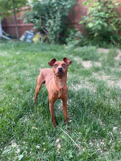 Meet Dash! I took Dash in from an unfortunate situation, but he is almost ready for his forever home...