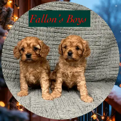 F1 Cavapoo, View more