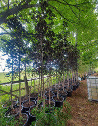Trees For Sale - Cedar; Fruit, Maple and more!