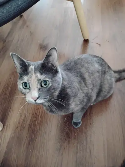 Cat for Re-Homing (Skia), View more