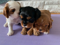 King Charles Cavalier Puppies