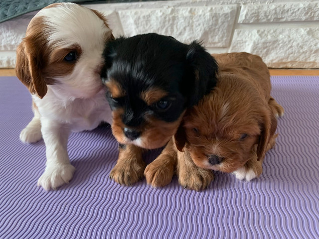 King Charles Cavalier Puppies in Dogs & Puppies for Rehoming in Tricities/Pitt/Maple