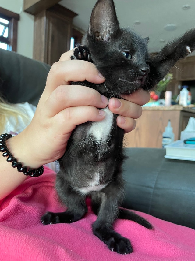 Black and White Kittens Available for Adoption! Cats & Kittens for