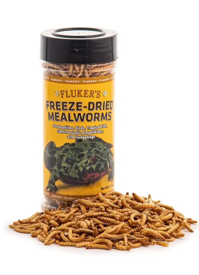 mealworms in Other in City of Toronto - Image 2