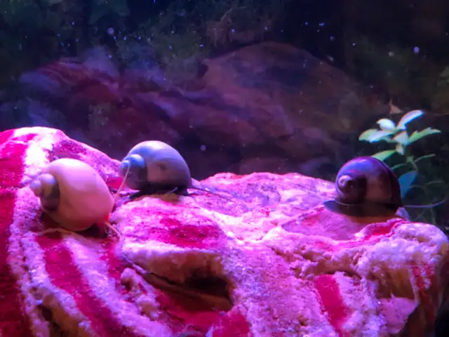 Beautiful Mystery Snails, Purple, Magenta and Yellow in Fish for Rehoming in Oakville / Halton Region - Image 7