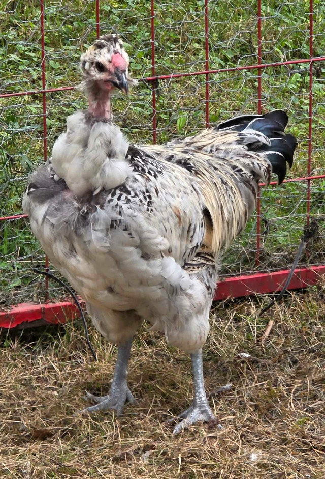 Chicken rooster in Livestock in Kawartha Lakes
