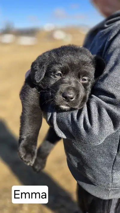 We have a beautiful litter of chocolate Lab × Border Collie puppies looking for their loving forever...