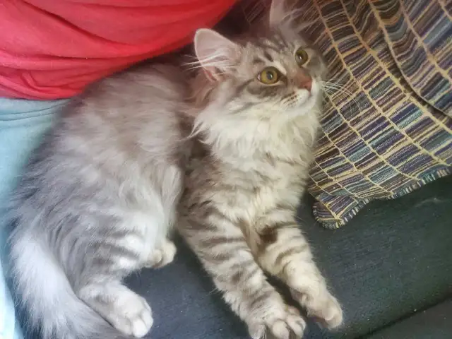 Siberian junior kitten