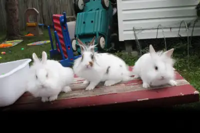 Baby Lionhead rabbits, View more
