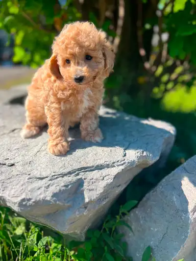 Bichapoo puppies, View more