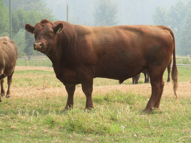 Crossbred bulls for sale in Livestock in Vernon