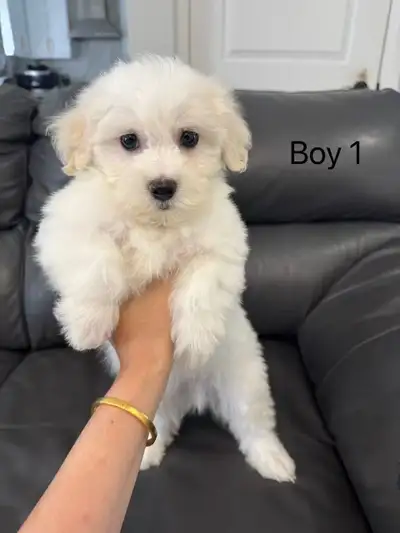 Maltese X Shih Tzu Puppies , View more