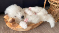 Marvelous pure breed Samoyed puppies