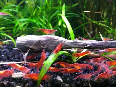 Small algae eating red shrimp and good cleanup crew for leftover food Red Cherry Shrimp. Sized 1 - 1...