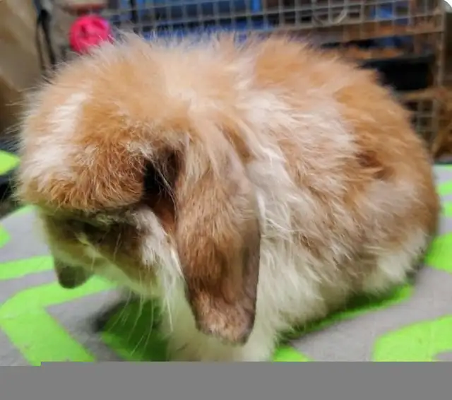 Extraodinaires! Bébés lapins mini rex baby bunny rabbits in Small Animals for Rehoming in City of Montréal - Image 9