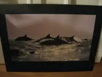 MOUNTED PHOTOGRAPH POSTER PRINT DOLPHINS BY BOB TALBOT