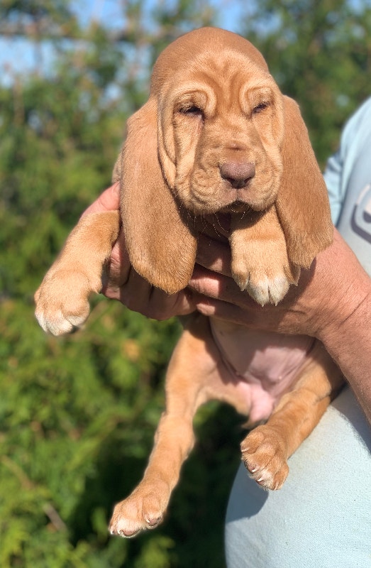 Bloodhound puppies registry at ckc purebred READY TO GO NOW Dogs