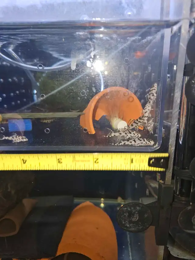 super white L236 pleco fry UPDATED in Fish for Rehoming in City of Toronto - Image 11