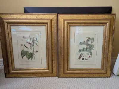 Framed Botanical Prints, View more