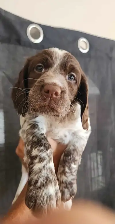 English Springer Spaniel Puppies For Sale * $1000.00 with a $250.00 non-refundable deposit *Born Jun...