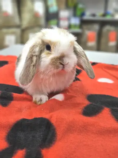 Bonjour, Nous avons des petits bébés lapins béliers hollandais pur race de disponibles à la réservat...