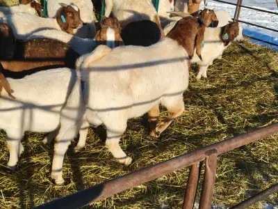 Boer buck goat, View more